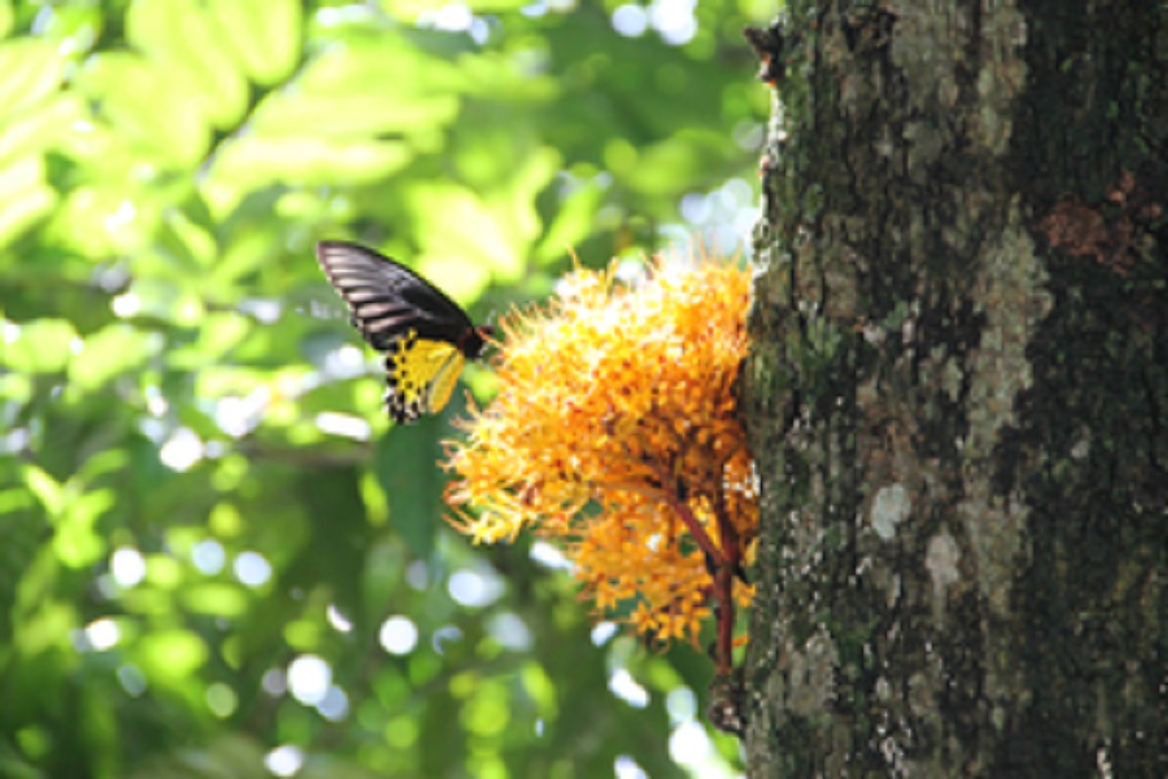 Rota até 2020: governos locais contribuem para renovação dos compromissos globais de biodiversidade, na China