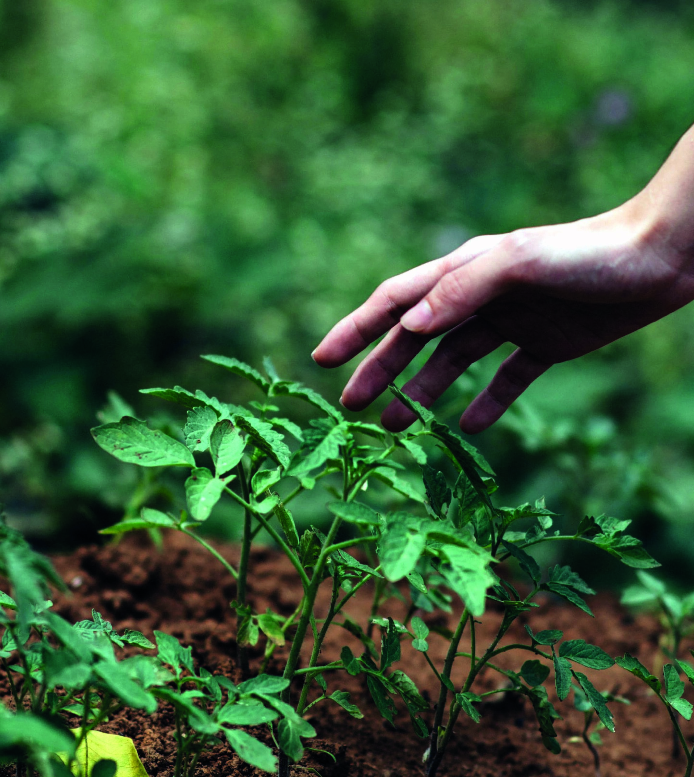 Campanha realiza encontros para fortalecer o papel dos governos brasileiros na agenda global de biodiversidade