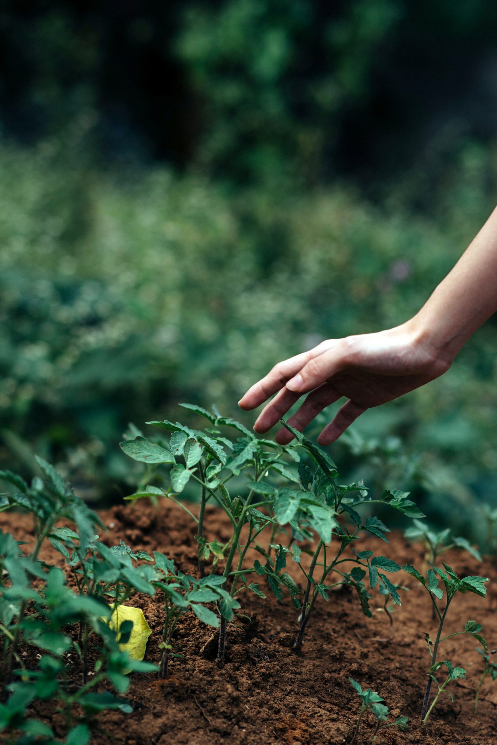 Campaña realiza reuniones para fortalecer el rol de los gobiernos brasileños en la agenda global de biodiversidad