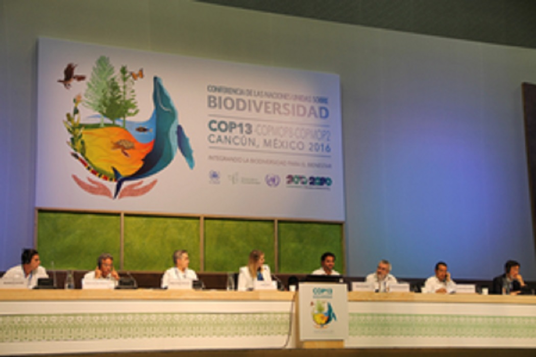 Entrevista| «Es cada vez más urgente la acción de gobiernos locales en la lucha contra la pérdida de biodiversidad», dijo Sophia Picarelli, de ICLEI