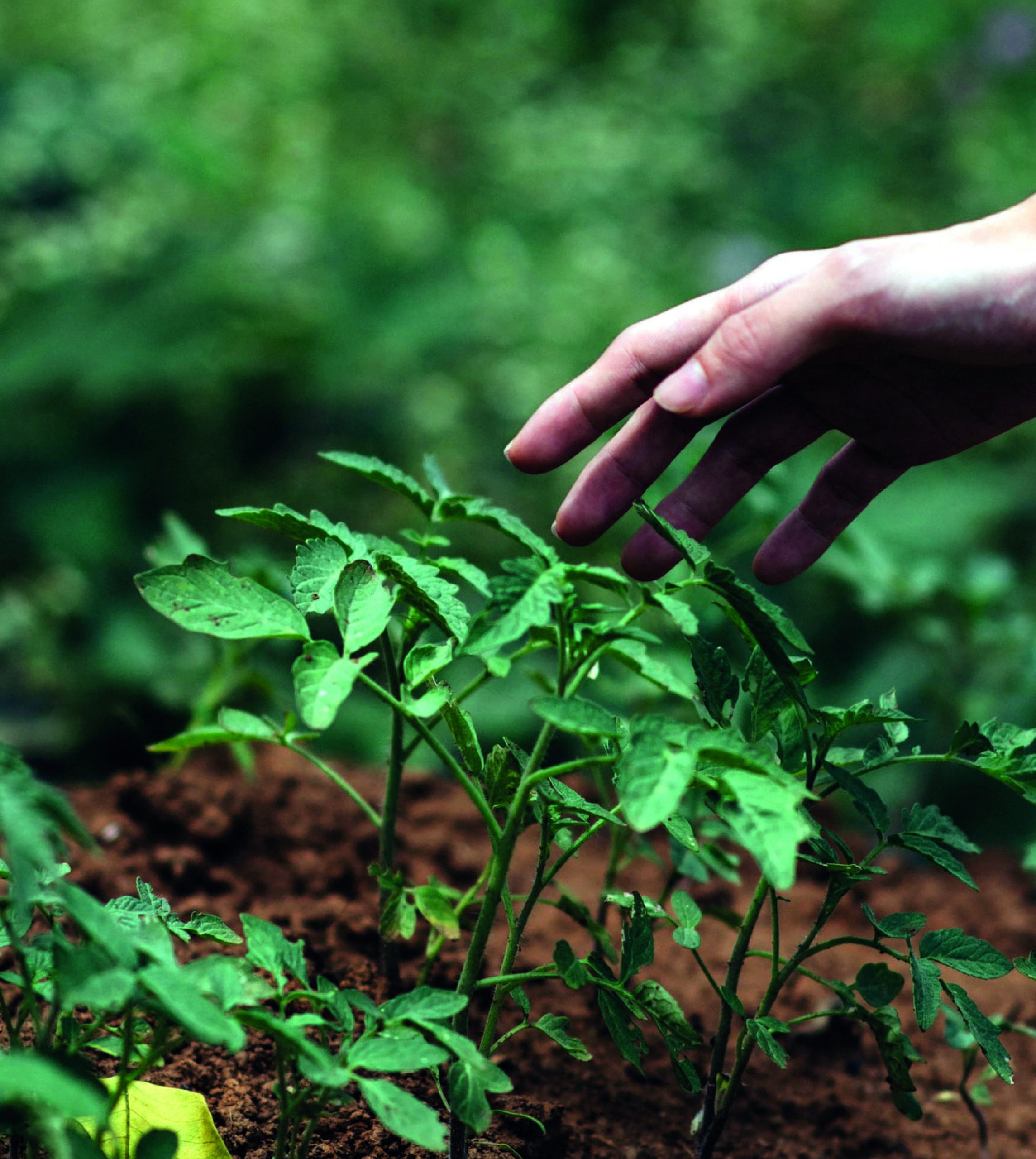 Campaña realiza reuniones para fortalecer el rol de los gobiernos brasileños en la agenda global de biodiversidad