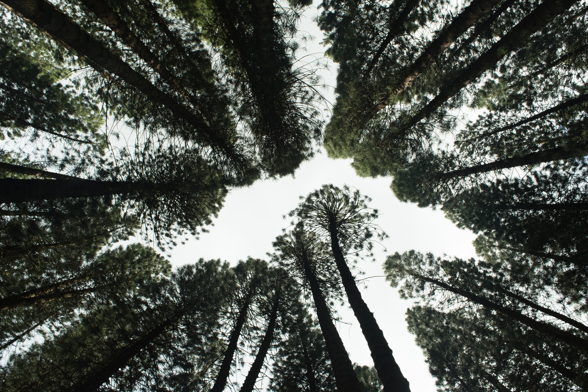Brasil passa a integrar o Protocolo de Nagoya sobre biodiversidade