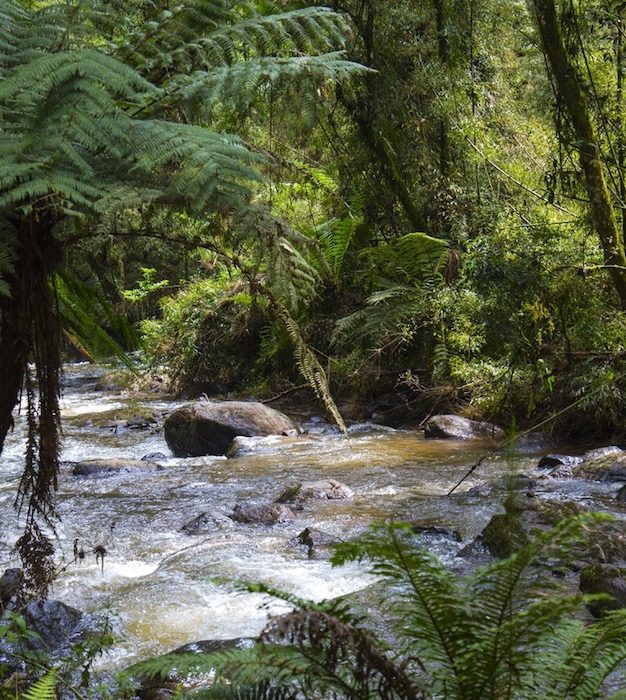 Día Mundial del Agua: iniciativa recupera manantiales en el interior de MG