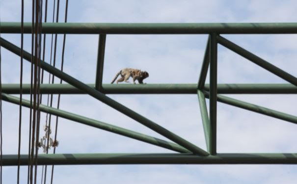 City of Campinas, Brazil, implements works to improve the quality of life and preserve the region’s wildlife