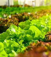 Edital do LUPPA irá apoiar governos locais na construção de políticas públicas para sistemas alimentares urbanos