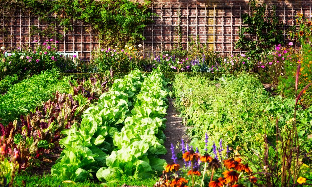 ICLEI e FAO divulgam lista de cidades selecionadas para projeto de Sistemas Alimentares Urbanos