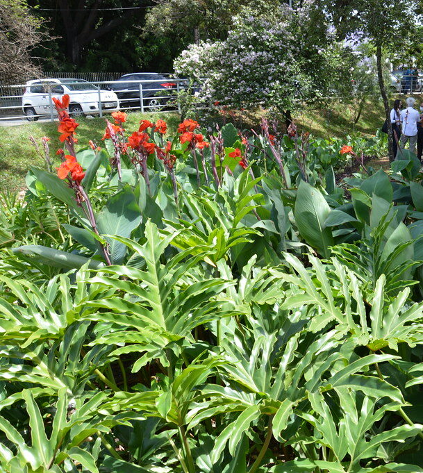 INTERACT-Bio: ICLEI entrega jardim de chuva no município mineiro de Contagem