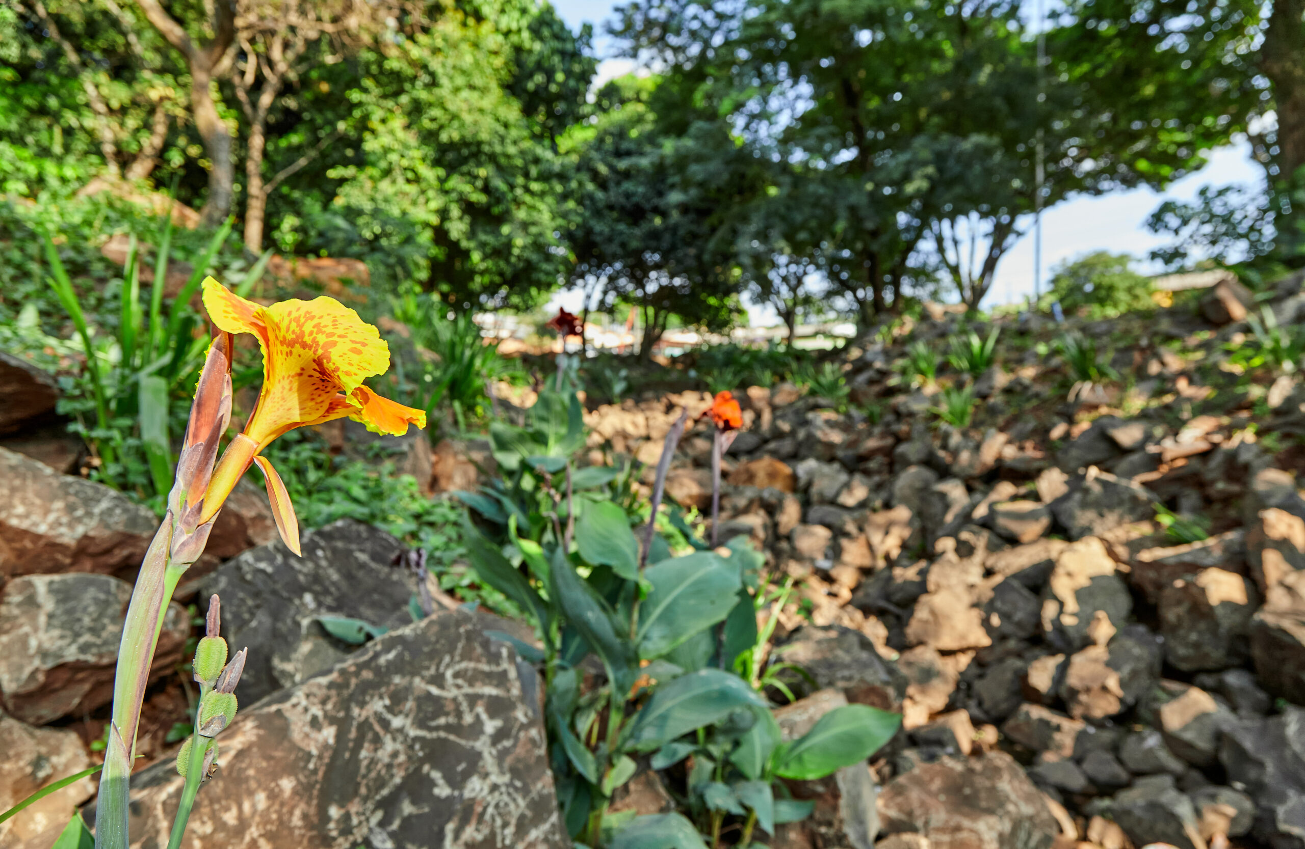 INTERACT-Bio: ICLEI lança vídeos com experiências de Soluções baseadas na Natureza